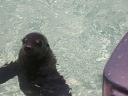 seal boat.jpg
